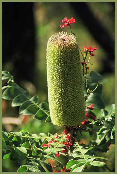 Banksia Grandis Bull Banksia with Coral Vine Kennedia Coccineau - Rob Oliver